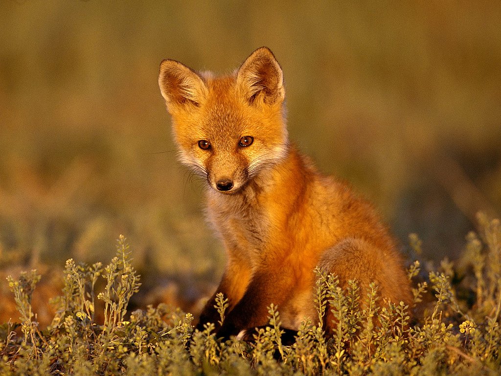 Young Red Fox